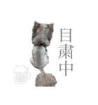 自由に使える！クッキーくん♩（個別スタンプ：5）