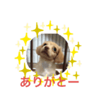 コーンフレークちゃん（個別スタンプ：1）