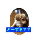 コーンフレークちゃん（個別スタンプ：2）