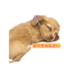コーンフレークちゃん（個別スタンプ：3）