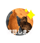 トトコムギ（個別スタンプ：5）