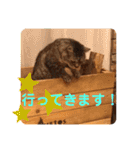 トトコムギ（個別スタンプ：6）