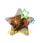 トトコムギ（個別スタンプ：9）