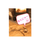 トトコムギ（個別スタンプ：10）