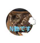 トトコムギ（個別スタンプ：12）