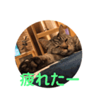 トトコムギ（個別スタンプ：13）