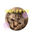 トトコムギ（個別スタンプ：14）