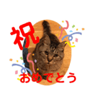 トトコムギ（個別スタンプ：18）
