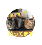 トトコムギ（個別スタンプ：22）