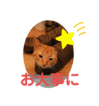 トトコムギ（個別スタンプ：24）
