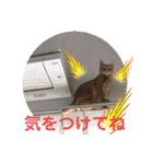 トトコムギ（個別スタンプ：25）