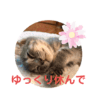 トトコムギ（個別スタンプ：29）