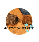 トトコムギ（個別スタンプ：31）