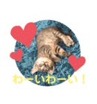 トトコムギ（個別スタンプ：32）
