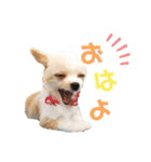 チワプーなっつスタンプ②切り抜き（個別スタンプ：3）