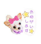 チワプーなっつスタンプ②切り抜き（個別スタンプ：5）