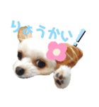 チワプーなっつスタンプ②切り抜き（個別スタンプ：7）