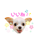 チワプーなっつスタンプ②切り抜き（個別スタンプ：8）