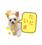 チワプーなっつスタンプ②切り抜き（個別スタンプ：10）
