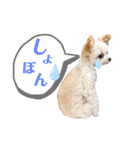 チワプーなっつスタンプ②切り抜き（個別スタンプ：13）