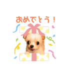 チワプーなっつスタンプ②切り抜き（個別スタンプ：14）