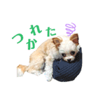 チワプーなっつスタンプ②切り抜き（個別スタンプ：15）
