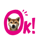 柴犬そらスタンプ（個別スタンプ：1）