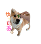 柴犬そらスタンプ（個別スタンプ：2）