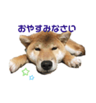 柴犬そらスタンプ（個別スタンプ：3）