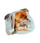 柴犬そらスタンプ（個別スタンプ：4）
