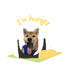 柴犬そらスタンプ（個別スタンプ：5）