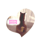 柴犬そらスタンプ（個別スタンプ：6）