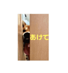 柴犬そらスタンプ（個別スタンプ：7）
