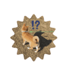 柴犬そらスタンプ（個別スタンプ：8）