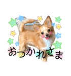 ウルルルル（個別スタンプ：4）