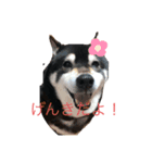 さくandふく（個別スタンプ：1）