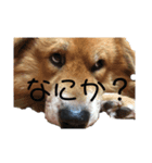さくandふく（個別スタンプ：4）
