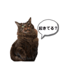 non.tai 2（個別スタンプ：24）