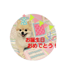 ポメポメスタンプ3（個別スタンプ：1）