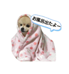 ポメポメスタンプ3（個別スタンプ：2）