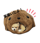 ポメポメスタンプ3（個別スタンプ：4）