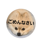 ポメポメスタンプ3（個別スタンプ：5）