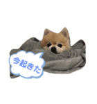 ポメポメスタンプ3（個別スタンプ：8）