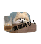 ポメポメスタンプ3（個別スタンプ：16）