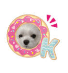 マルチーズのサスコムスタンプ（個別スタンプ：11）