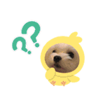 マルチーズのサスコムスタンプ（個別スタンプ：12）