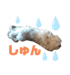 マルチーズのサスコムスタンプ（個別スタンプ：17）