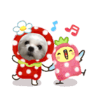 マルチーズのサスコムスタンプ（個別スタンプ：22）