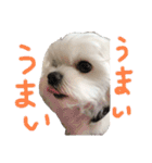マルチーズのサスコムスタンプ（個別スタンプ：32）