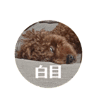 我が家のきーたん（個別スタンプ：18）